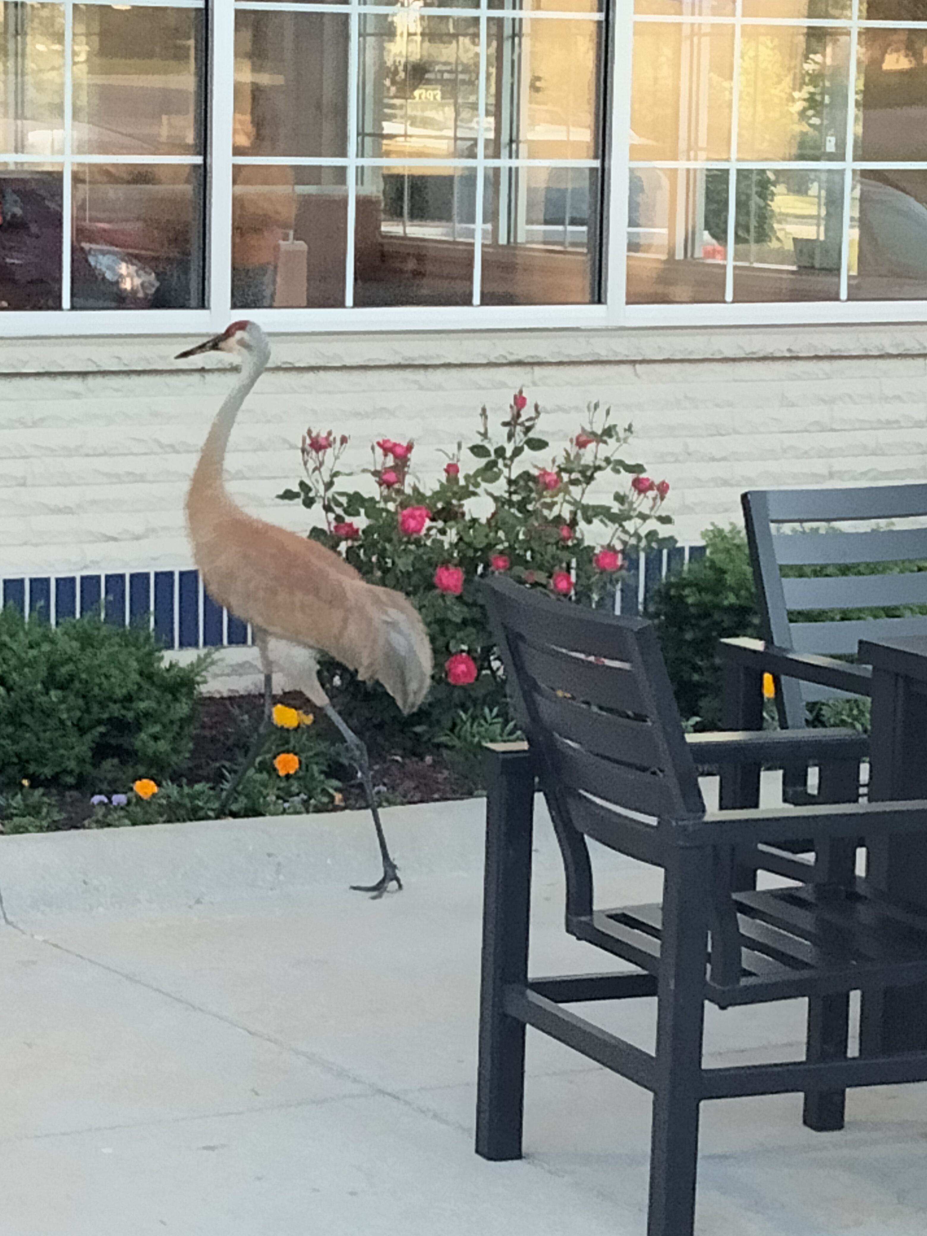 A sandhill crane walking near a table outside of a Culver's.